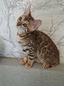 Бенгальские котята (4 фото из 6)