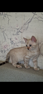 Бенгальские котята (2 фото из 6)