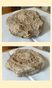 Окаменелый коралл (5 фото из 7)