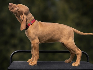 Ungari lühikarvalise linnukoera kutsikad (vizsla) (2 foto / 4)