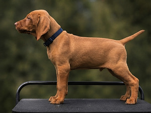 Ungari lühikarvalise linnukoera kutsikad (vizsla) (1 foto / 4)