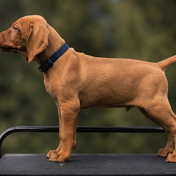 Ungari lühikarvalise linnukoera kutsikad (vizsla)