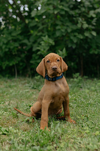 Ungari lühikarvalise linnukoera kutsikad (vizsla) (3 foto / 4)