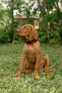 Ungari lühikarvalise linnukoera kutsikad (vizsla) (4 foto / 4)
