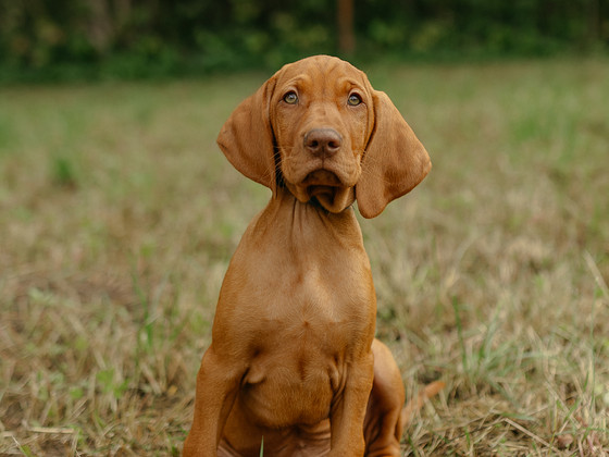 Щенки короткошёрстной венгерской легавой (vizsla)