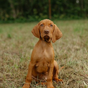 Щенки короткошёрстной венгерской легавой (vizsla)