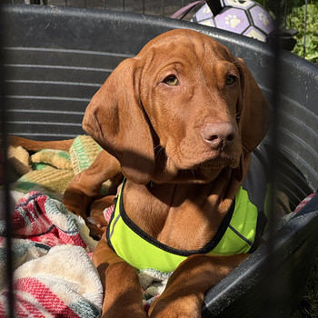 Ungari lühikarvalise linnukoera kutsikad (vizsla)