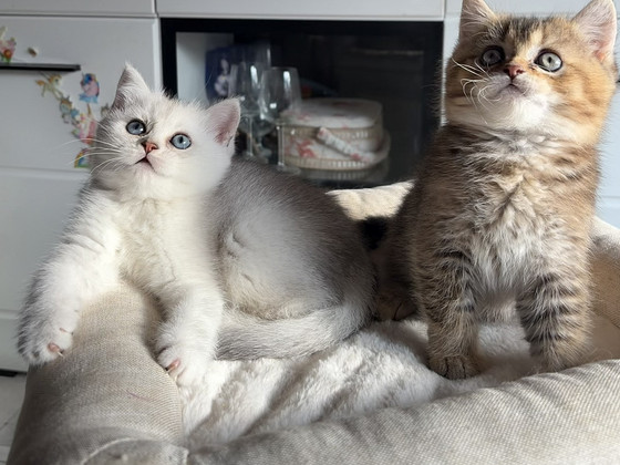 Шотландские котята