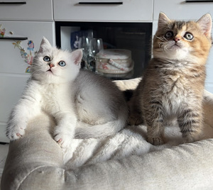 Шотландские котята (1 фото из 8)