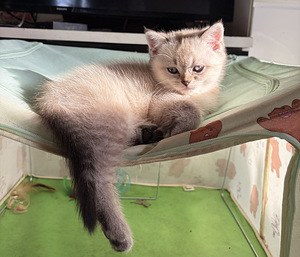 Шотландские котята (3 фото из 8)