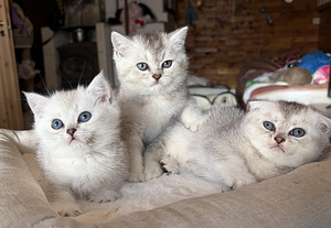 Шотландские котята (4 фото из 8)