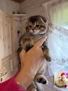 Шотландские котята (8 фото из 8)