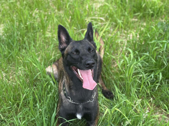 Malinois