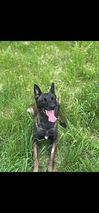Malinois (1 valokuva sivusta 1)