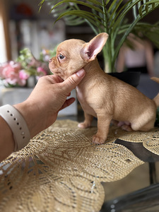 Chihuahua kutsikad (1 foto / 5)