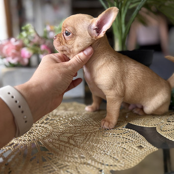 Chihuahua kutsikad