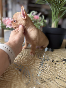 Chihuahua kutsikad (2 foto / 5)