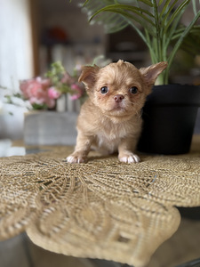Chihuahua kutsikad (3 foto / 5)