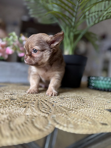 Chihuahua kutsikad (4 foto / 5)