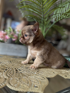 Chihuahua kutsikad (5 foto / 5)