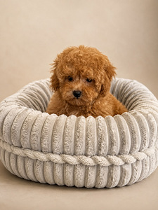 Maltipoo (3 foto / 4)