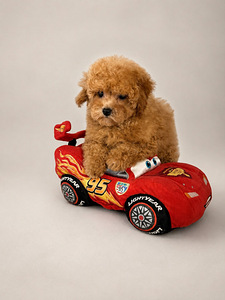 Maltipoo (1 foto / 4)