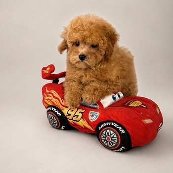 Maltipoo