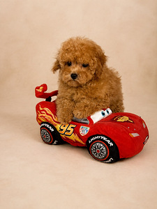 Maltipoo (2 foto / 4)