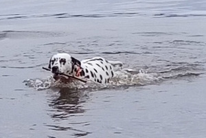 Dalmatialainen (1 valokuva sivusta 1)
