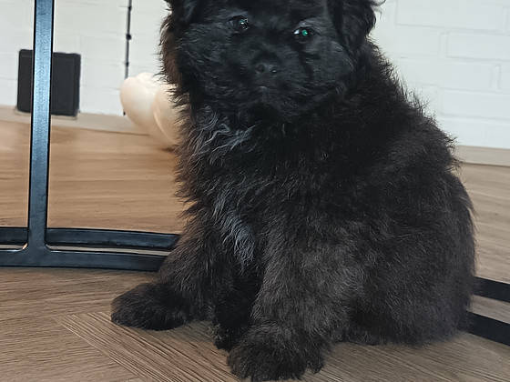 Pomapoo uros