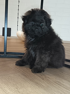 Pomapoo uros (1 valokuva sivusta 2)