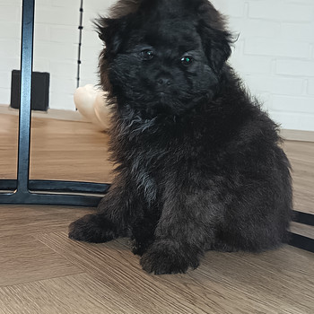 Pomapoo uros