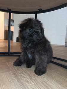 Pomapoo uros (2 valokuva sivusta 2)