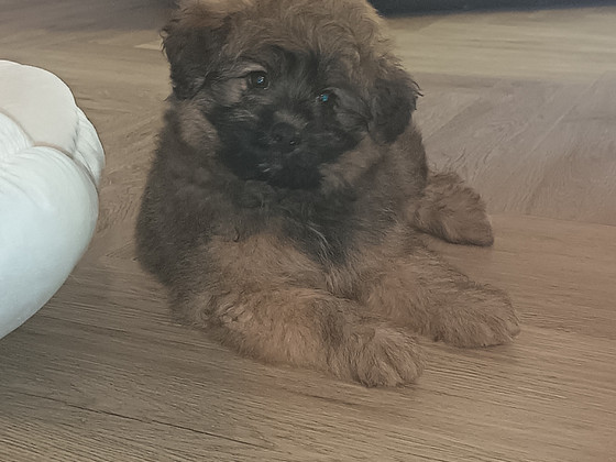 Pomapoo uros
