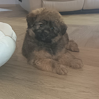 Pomapoo uros