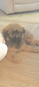 Pomapoo uros (2 valokuva sivusta 2)