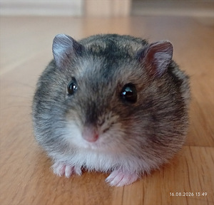 Džungaaria hamster (1 foto / 4)