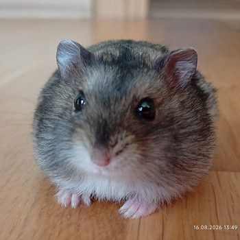 Džungaaria hamster