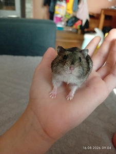 Džungaaria hamster (3 foto / 4)