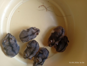 Džungaaria hamster (4 foto / 4)