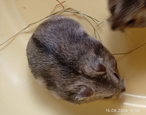 Džungaaria hamster (2 foto / 4)