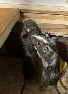Deegud (1 foto / 4)