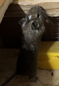 Deegud (4 foto / 4)