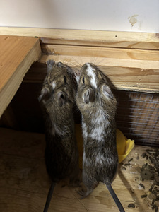 Deegud (2 foto / 4)