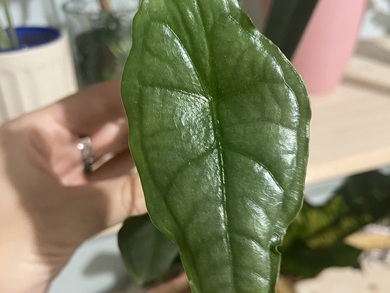 Alocasia dragons Breath