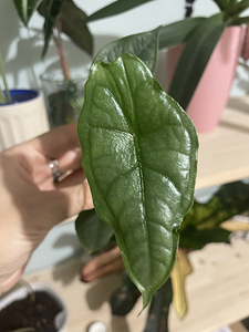 Alocasia dragons Breath (1 фото из 2)