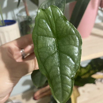 Alocasia dragons Breath