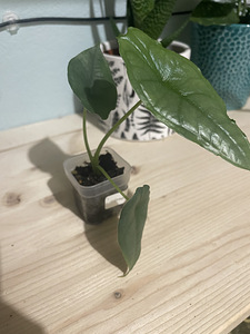 Alocasia dragons Breath (2 фото из 2)