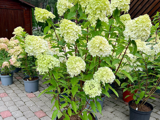 Aedhortensia ‘Living Pink & Rose’