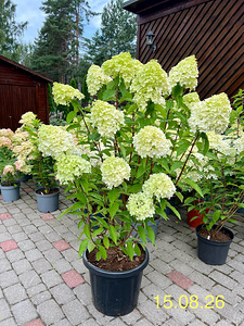 Aedhortensia ‘Living Pink & Rose’ (1 foto / 4)